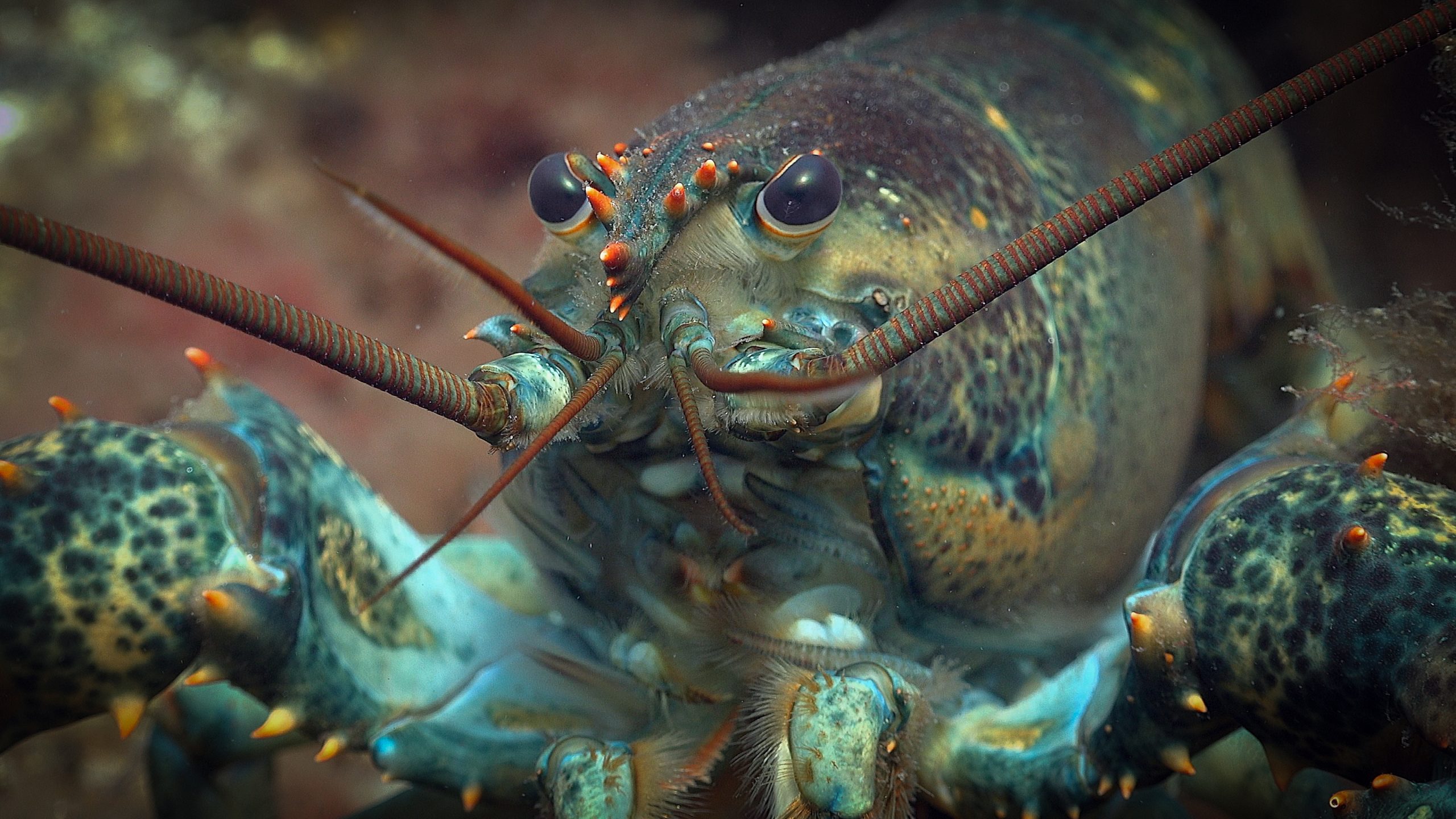 Close-up underwater photograph of a lobster.